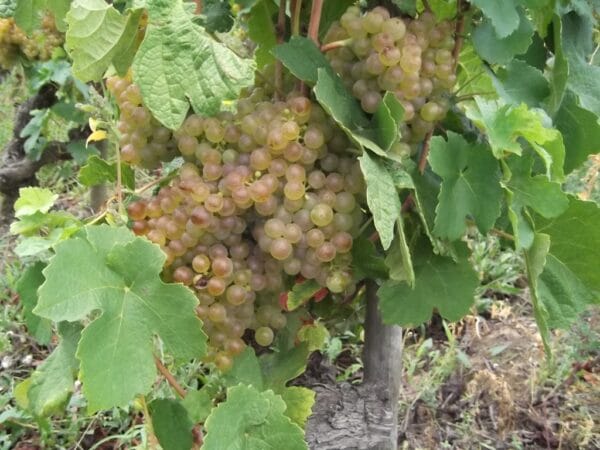 Marsanne-at-Hermitage-1024x768